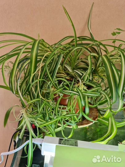 Хлорофитум кудрявый