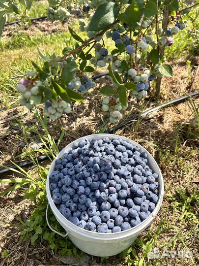 Голубика свежая