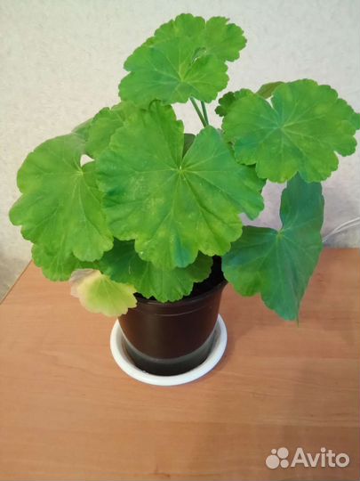 Комнатные растения цветы