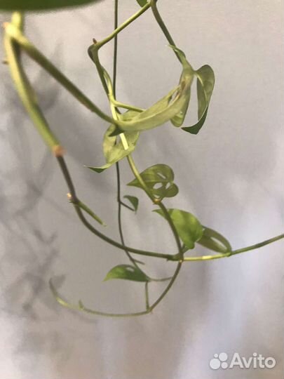 Монстера манки