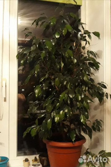 Фикус Бенджамина Danielle