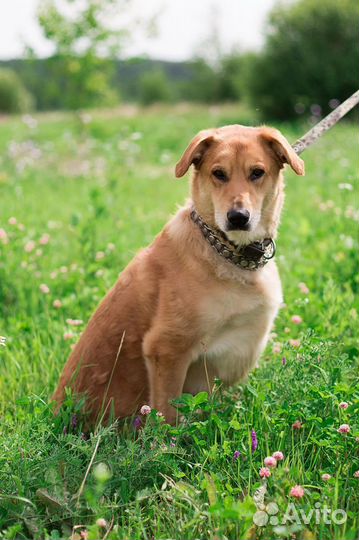 Собака в добрые руки