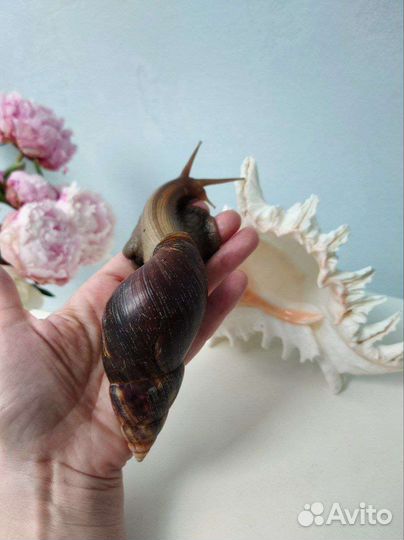 Улитки Ахатин Фулики