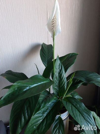 Спатифиллум