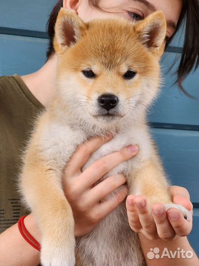 Щенки сиба ину