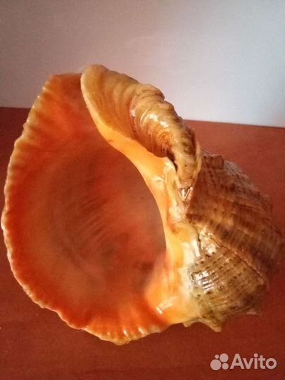 Морские ракушки, раковины рапана