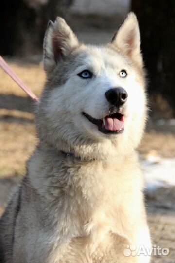 Красивая собака Севара в добрые руки