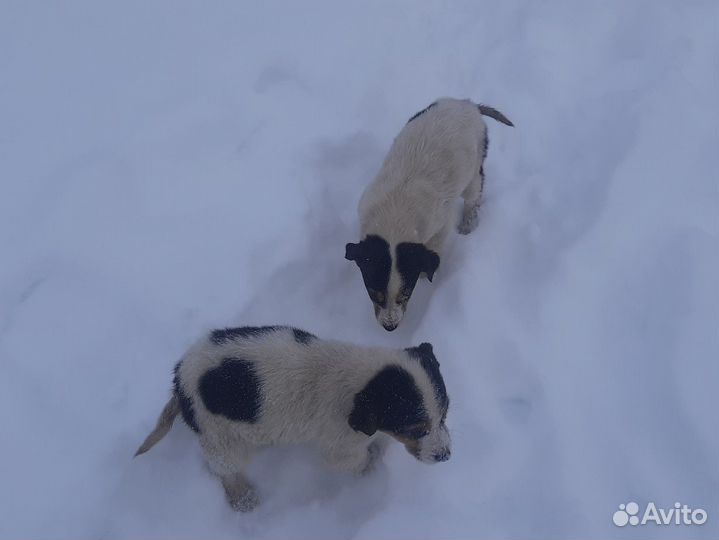 Русская пегая гончая