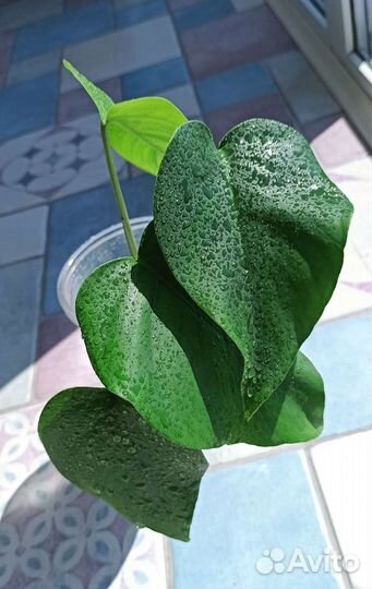 Монстера Крупные комнатные растения