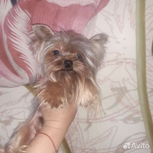 Мальчишка для девочек