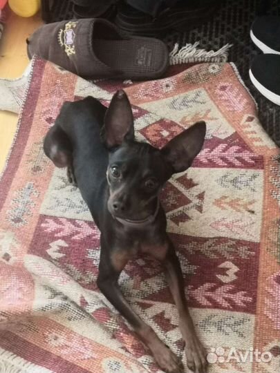 Вязка Русский той-терьер