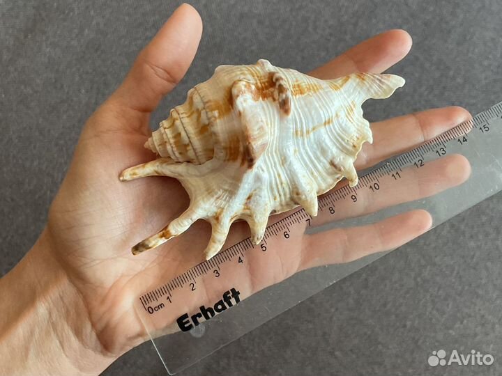 Ракушка морская большая