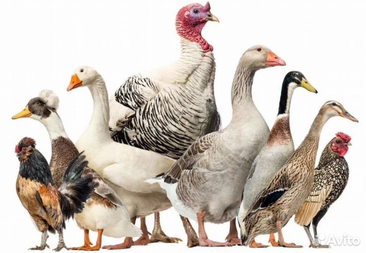 Суточная птица