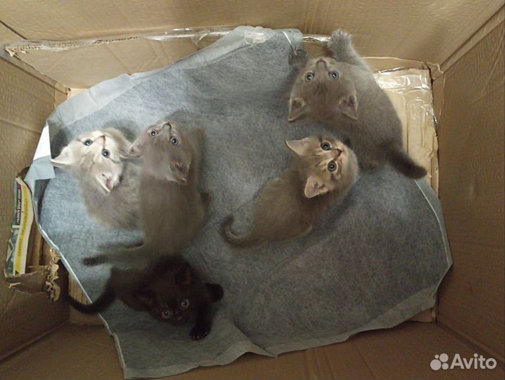 Шотландские котята