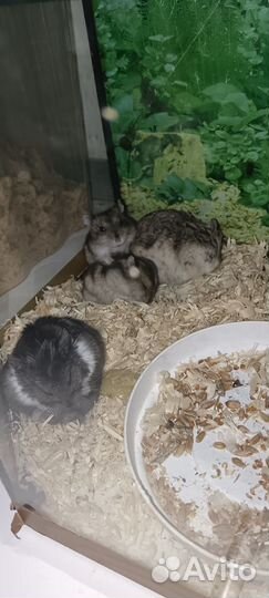 Лапочки хомячки джунгарики и сирийцы