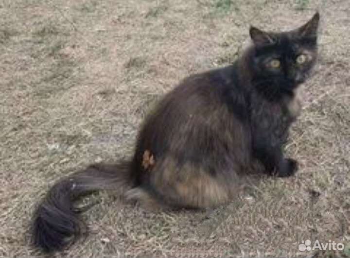 Добрая трёхцветная богатка в ответственные руки