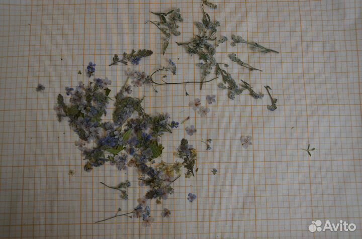 Сухоцветы для творчества, плоские