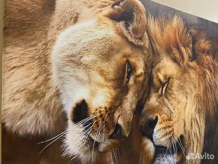 Картина Лев и львица в спальню