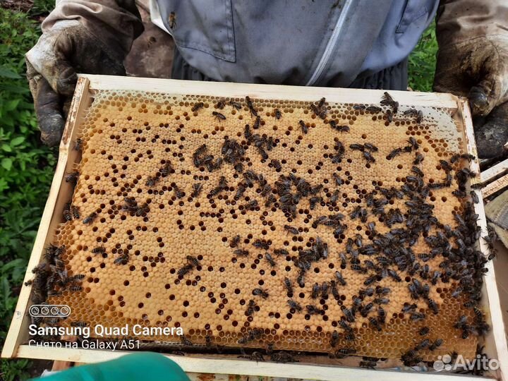 Пчелопакеты карника