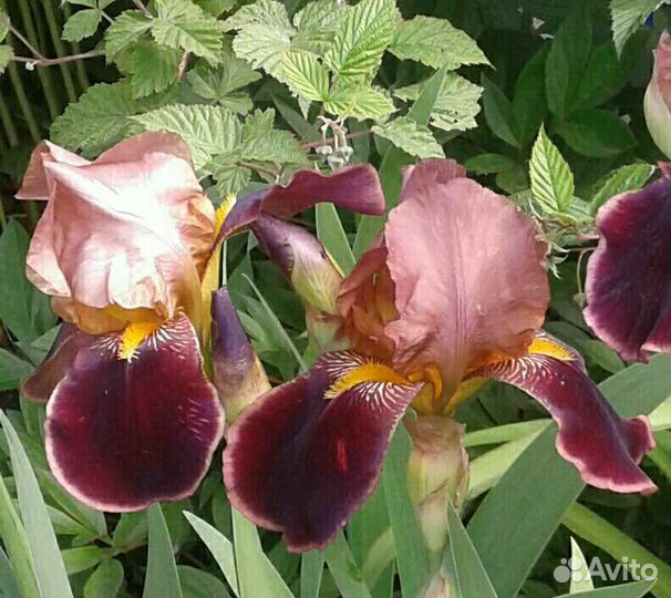 Ирисы бородатые