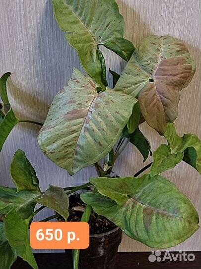 Комнатные растения