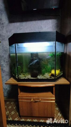 Аквариумные рыбки