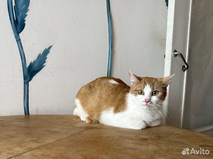 Абрикоска и котята ищут ответственные семьи