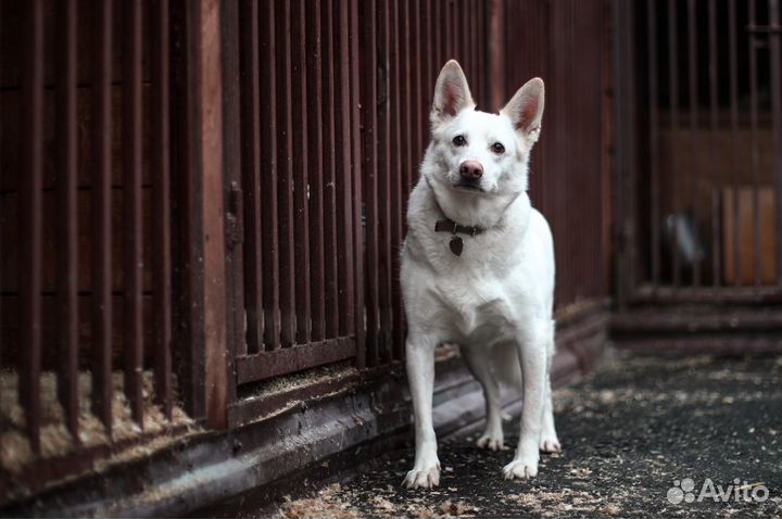 Пломбир ищет друга