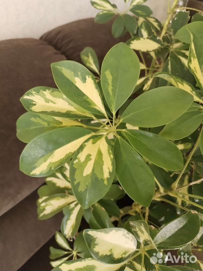 Шефлера вариегатная