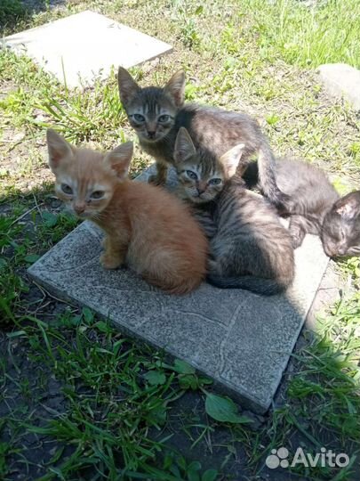 Кошки в добрые руки бесплатно