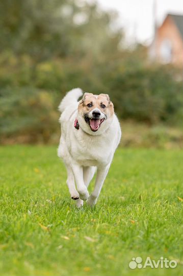 Собака в добрые руки