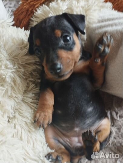 Щенки цвергпинчера