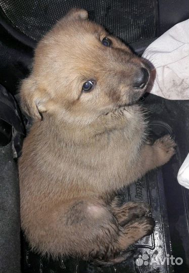 Малыши в дар