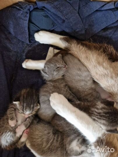 Котята в добрые руки