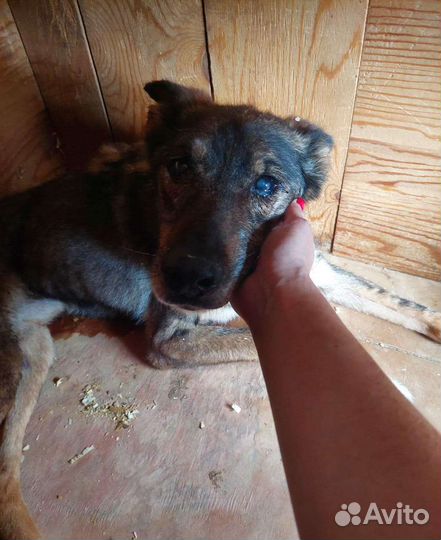 Последние желание собаки из приюта