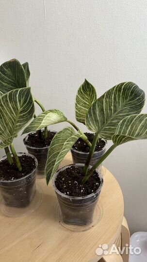 Филодендрон биркин