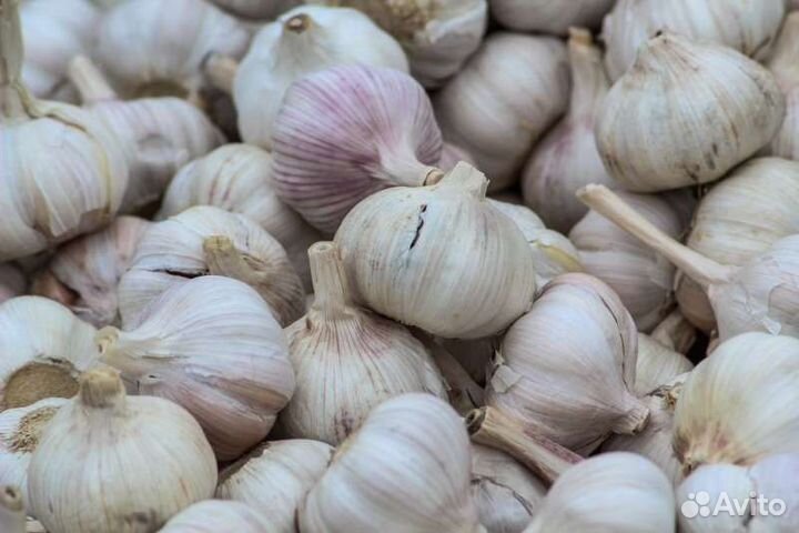 Чеснок озимый Добрыня и Любаша