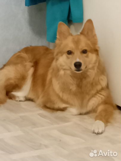 Вязка собак