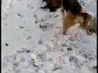 Собака русская гончая