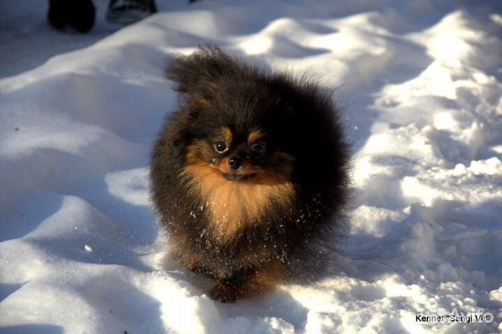 Померанский шпиц для вязки