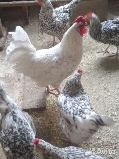 Инкубационное яйцо