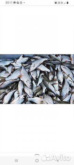 Живец мотыль Новопетровск Истринский район