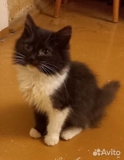 Кошечка Мия 4 мес