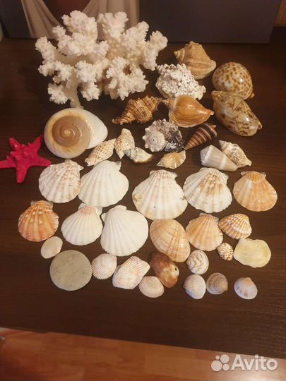 Морские ракушки и кораллы