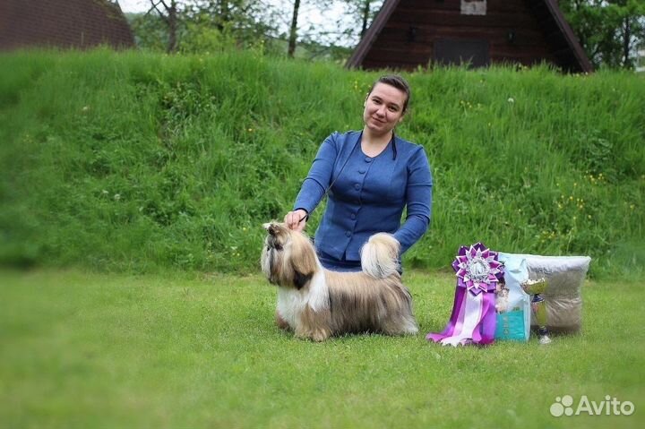 Услуги Хендлера, Хендлинг, Выставочная подготовка