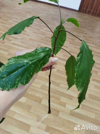 Хойя белла, дифенбахия, гибискус Купера, Хойя