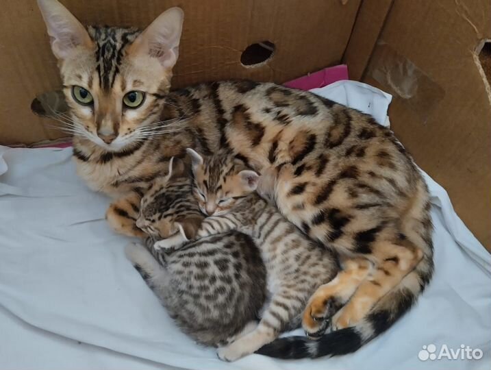 Бенгальская