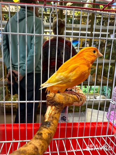 Кенар поющий