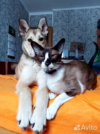 Передержка животных