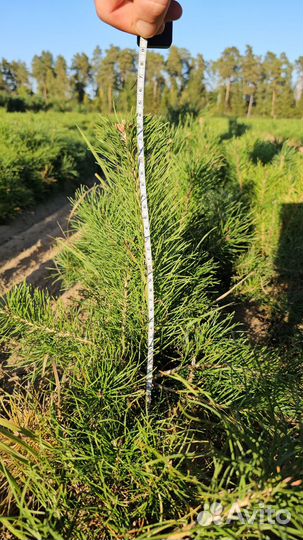 Сеянцы сосны окс